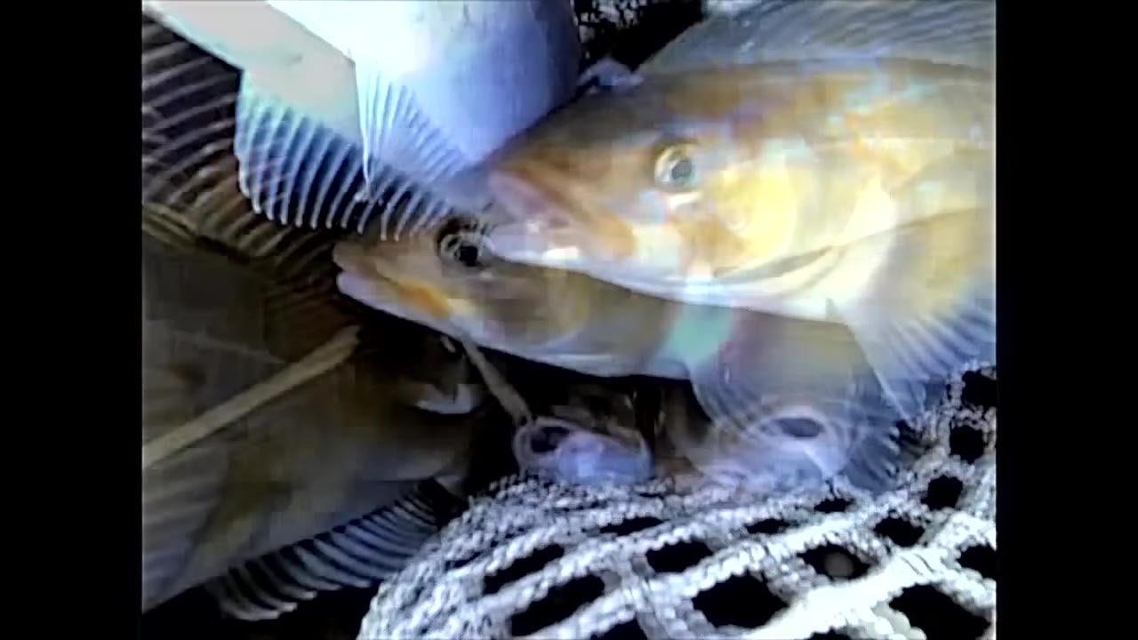 Fish in a trawl, a still from earlier-generation underwater footage.